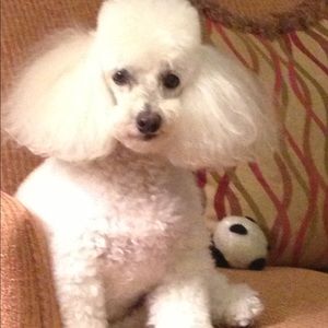 Meet your Posher, Celia